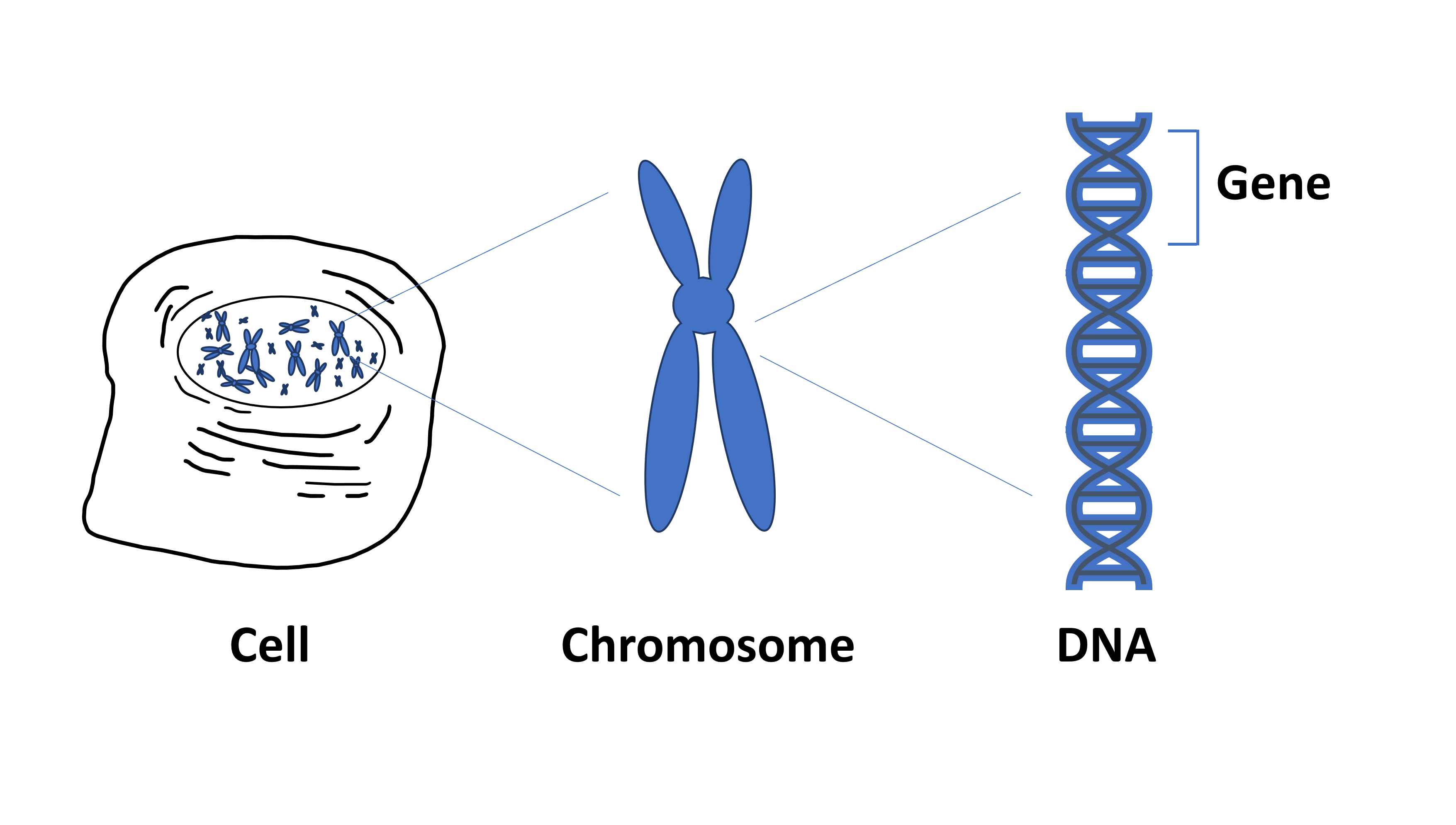 DNA chromosomes and genes